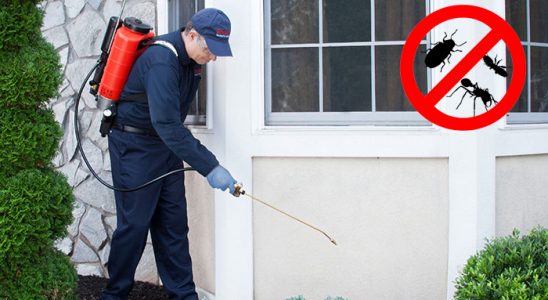 Bolvadin Kemirgen İlaçlama böcek ilaçlama ve haşere kontrolü — ilaclama-tr.com